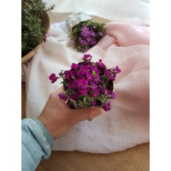 Pázsitviola csomag, pink